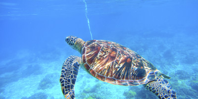 Excursions from Zakynthos