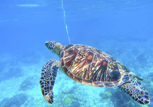 Zante_banner_1.jpg