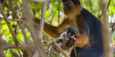 Banjul Excursions