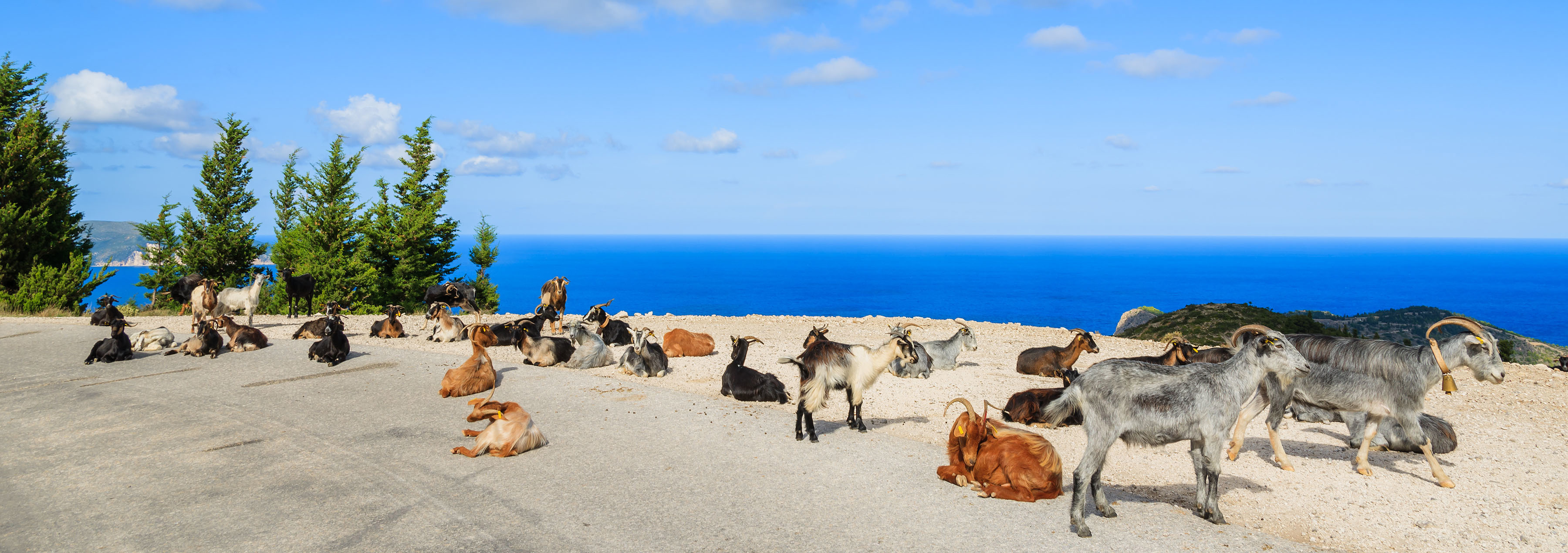Goats in Greece