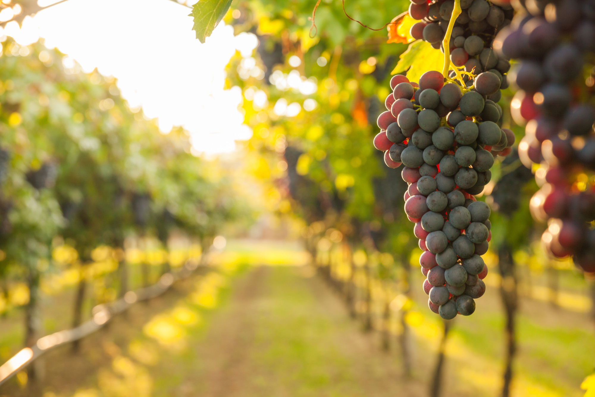 A guide to the vineyards and wineries of Kefalonia